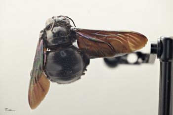 Media type: image;   Entomology 810672 Aspect: habitus dorsal view